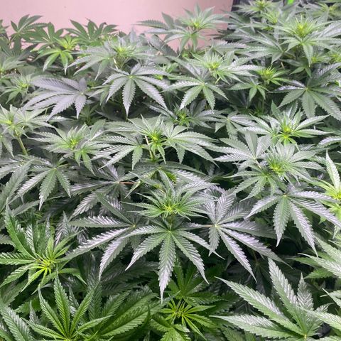 Baker bros  growlog timeline photo
