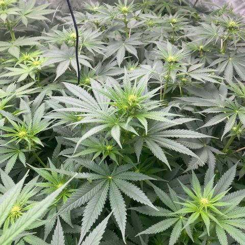 Baker bros  growlog timeline photo