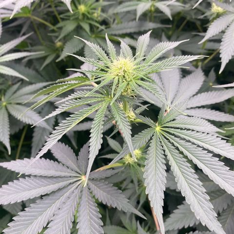 Baker bros  growlog timeline photo