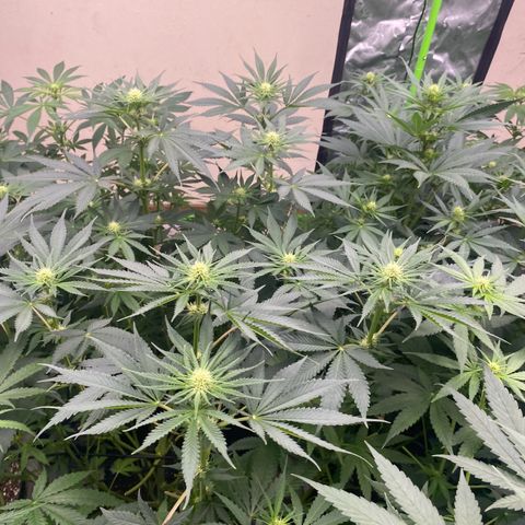 Baker bros  growlog timeline photo