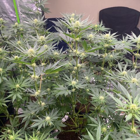 Baker bros  growlog timeline photo