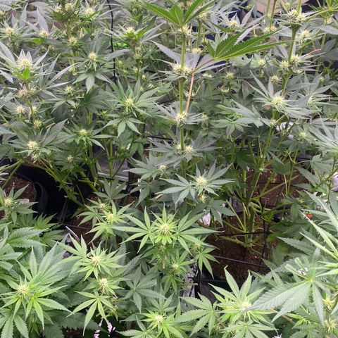 Baker bros  growlog timeline photo