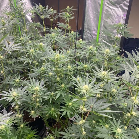 Baker bros  growlog timeline photo