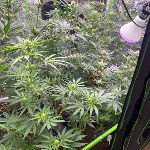 Baker bros  growlog timeline photo