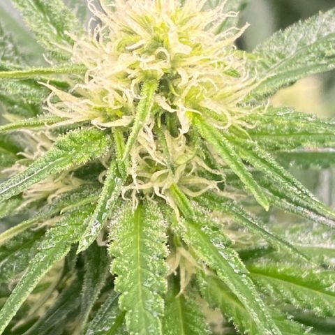 Baker bros  growlog timeline photo
