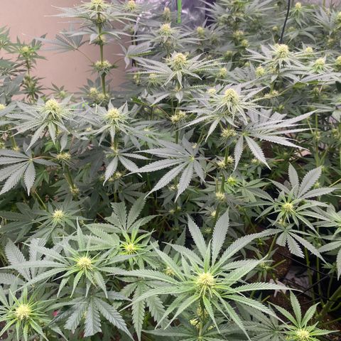 Baker bros  growlog timeline photo