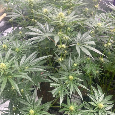 Baker bros  growlog timeline photo