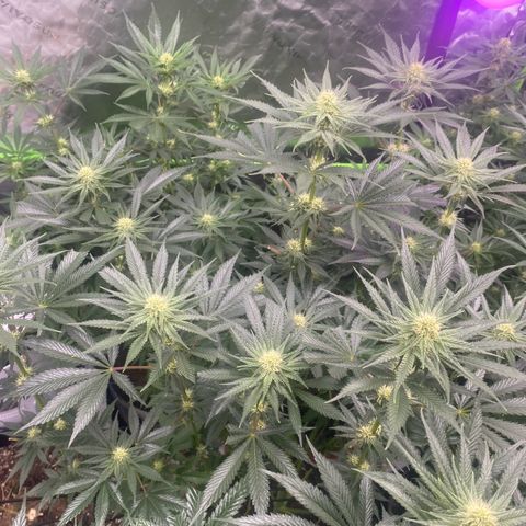 Baker bros  growlog timeline photo