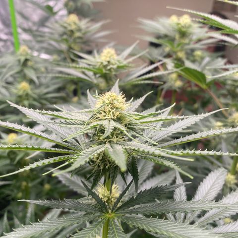 Baker bros  growlog timeline photo