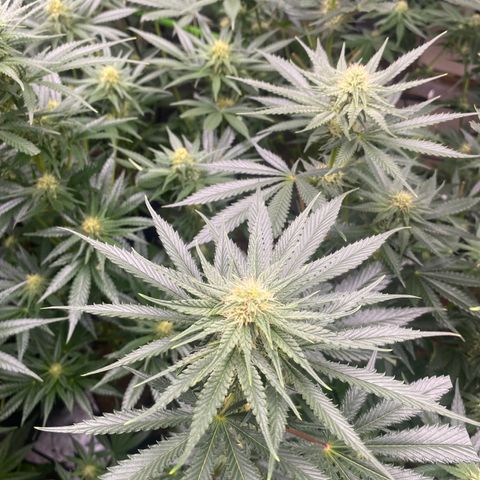 Baker bros  growlog timeline photo