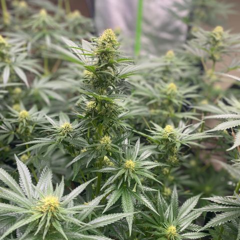 Baker bros  growlog timeline photo