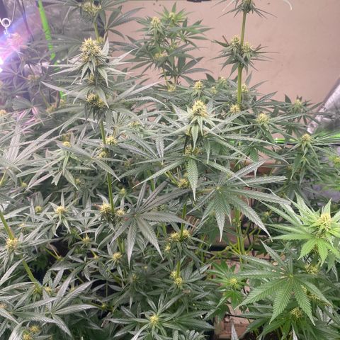 Baker bros  growlog timeline photo