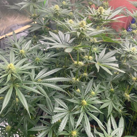 Baker bros  growlog timeline photo