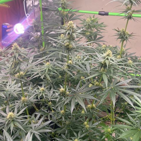 Baker bros  growlog timeline photo