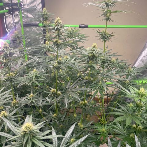 Baker bros  growlog timeline photo