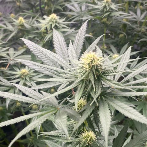 Baker bros  growlog timeline photo