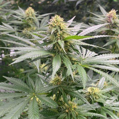 Baker bros  growlog timeline photo