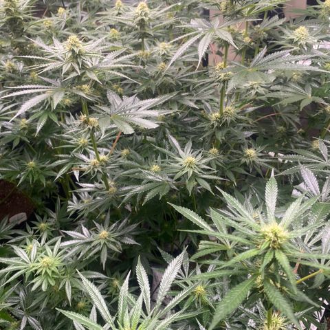 Baker bros  growlog timeline photo