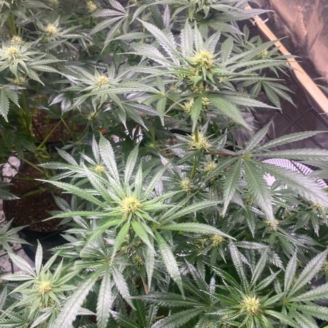 Baker bros  growlog timeline photo