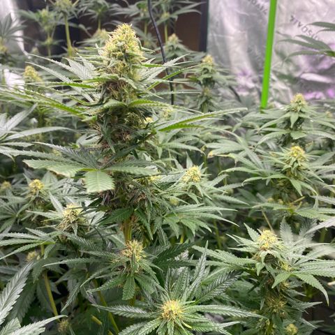 Baker bros  growlog timeline photo