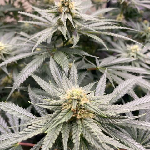 Baker bros  growlog timeline photo
