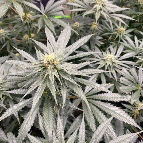 Baker bros  growlog timeline photo