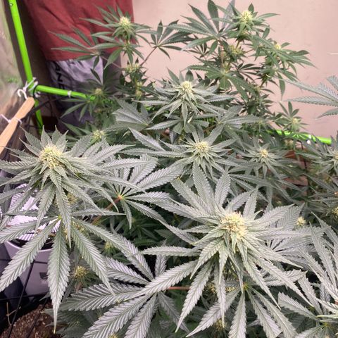Baker bros  growlog timeline photo