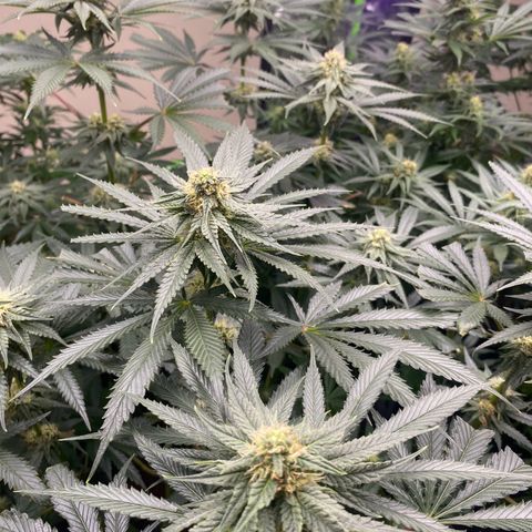 Baker bros  growlog timeline photo