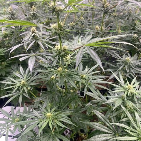 Baker bros  growlog timeline photo