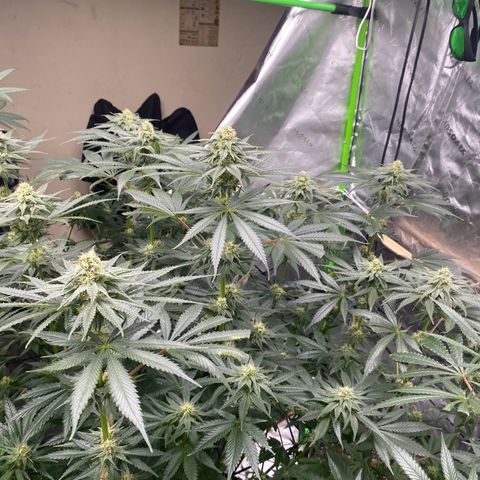 Baker bros  growlog timeline photo