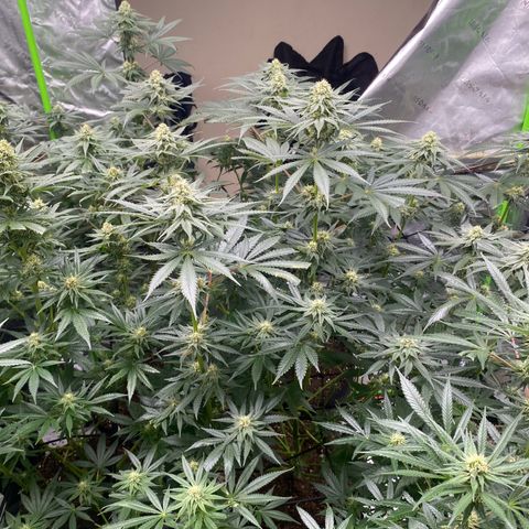 Baker bros  growlog timeline photo