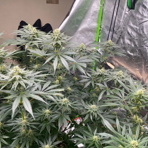 Baker bros  growlog timeline photo