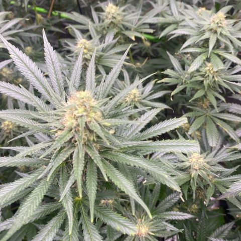 Baker bros  growlog timeline photo