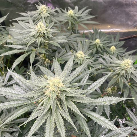 Baker bros  growlog timeline photo