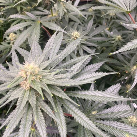 Baker bros  growlog timeline photo