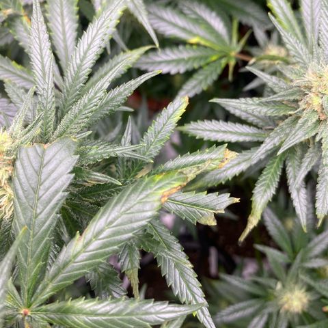Baker bros  growlog photo: Going through root burn, hopefully it’s stopped today we gave them a proper good flushing and now we know that the grow dots work on their own 