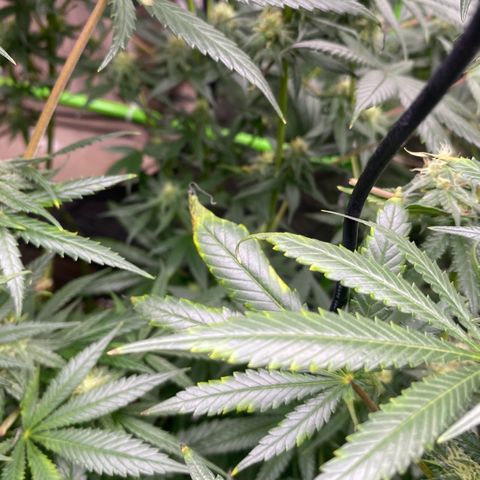 Baker bros  growlog photo: Going through root burn, hopefully it’s stopped today we gave them a proper good flushing and now we know that the grow dots work on their own 