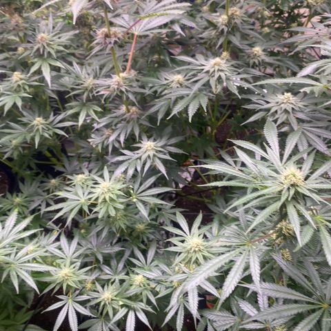Baker bros  growlog photo: Going through root burn, hopefully it’s stopped today we gave them a proper good flushing and now we know that the grow dots work on their own 