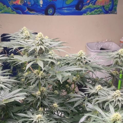 Baker bros  growlog photo: Going through root burn, hopefully it’s stopped today we gave them a proper good flushing and now we know that the grow dots work on their own 