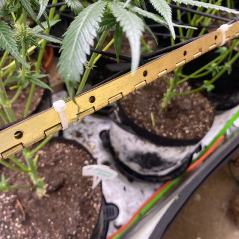 Baker bros  growlog photo: Going through root burn, hopefully it’s stopped today we gave them a proper good flushing and now we know that the grow dots work on their own 