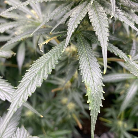 Baker bros  growlog photo: Going through root burn, hopefully it’s stopped today we gave them a proper good flushing and now we know that the grow dots work on their own 