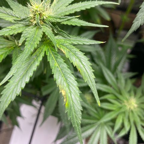 Baker bros  growlog photo: Going through root burn, hopefully it’s stopped today we gave them a proper good flushing and now we know that the grow dots work on their own 