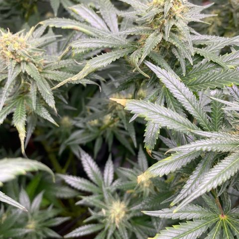Baker bros  growlog photo: Going through root burn, hopefully it’s stopped today we gave them a proper good flushing and now we know that the grow dots work on their own 