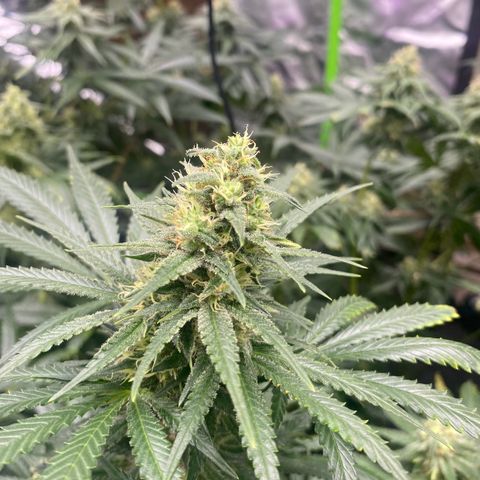 Baker bros  growlog timeline photo