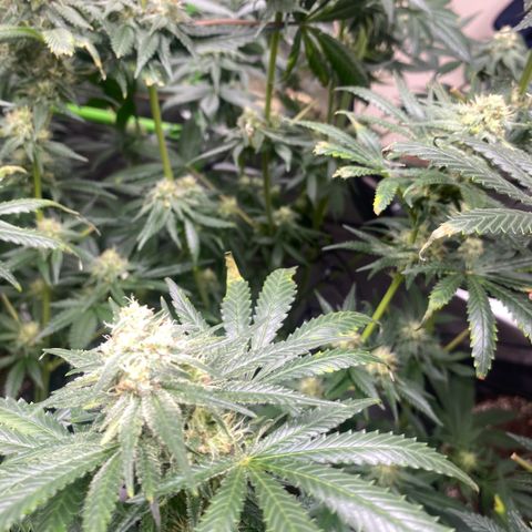 Baker bros  growlog timeline photo