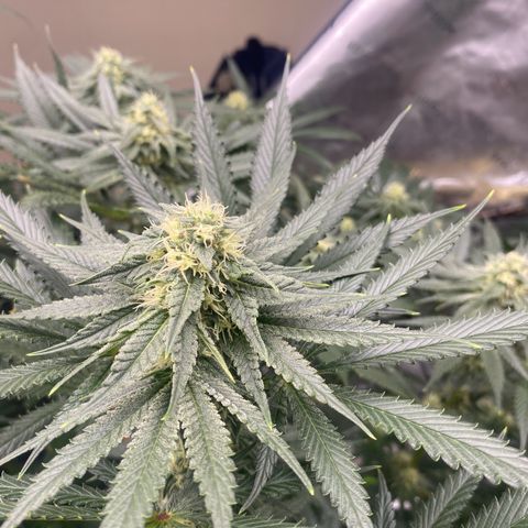 Baker bros  growlog timeline photo