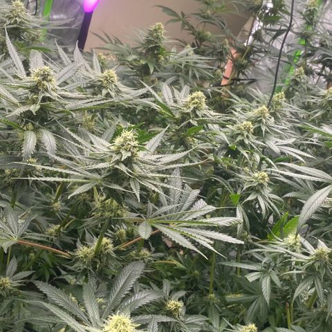 Baker bros  growlog timeline photo