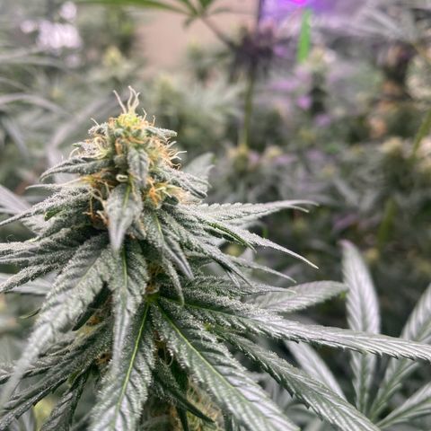 Baker bros  growlog timeline photo