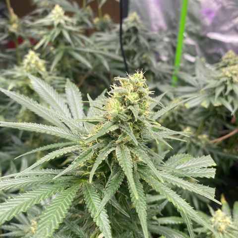 Baker bros  growlog timeline photo