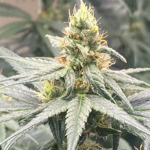 Baker bros  growlog timeline photo